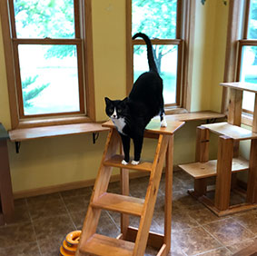 A black and white cat standing on top of a wooden ladder.