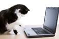 The cat uses a laptop computer