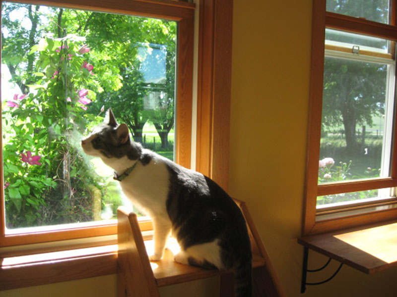 A cat sitting on top of a window sill looking out the window.