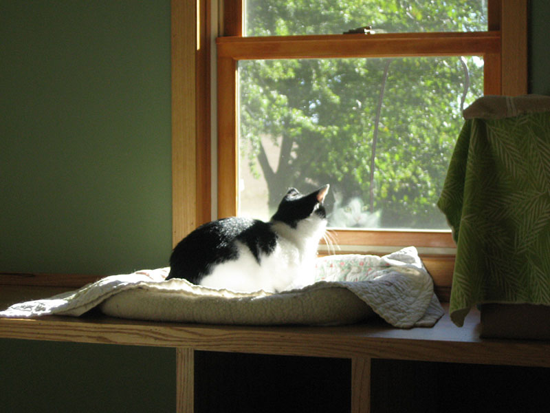 A cat sitting on top of a window sill.