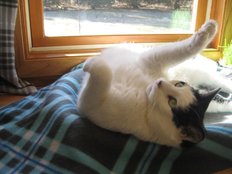 A cat laying on its back on the bed