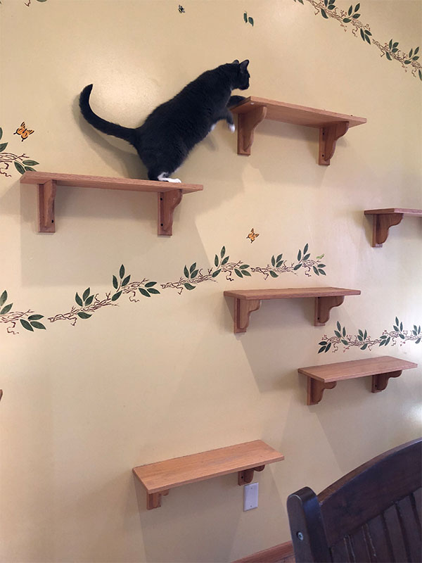 A cat climbing on the wall of a room