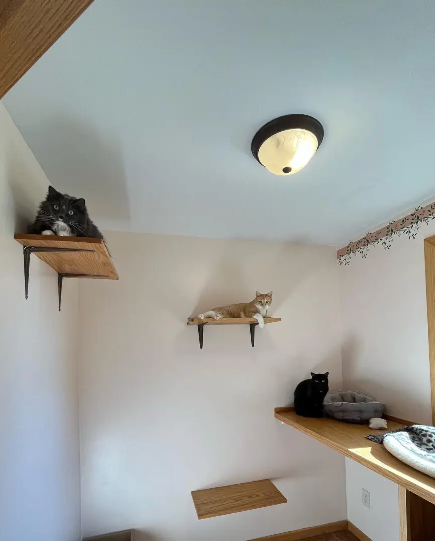 A cat sitting on top of a shelf in the corner.