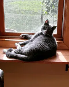 A cat sitting on top of a window sill.