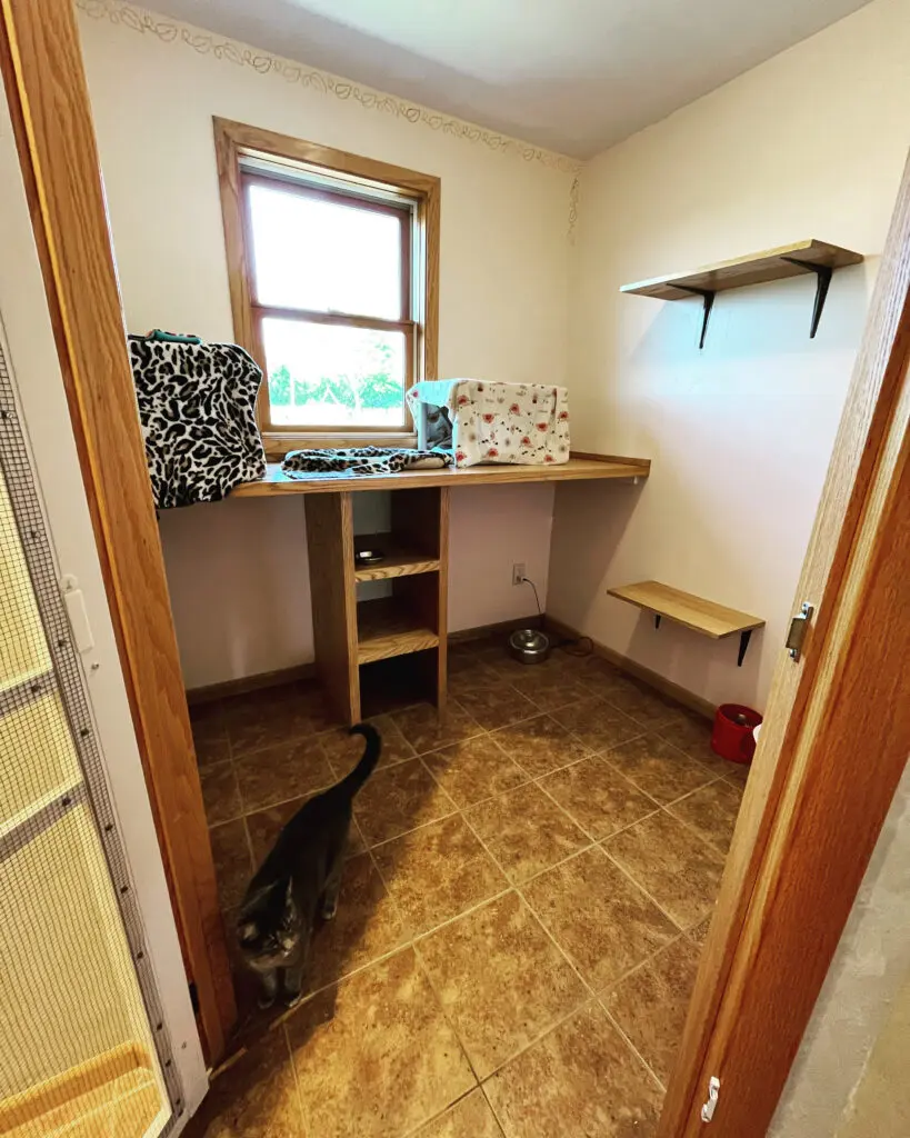 A cat is sitting in the corner of a room.