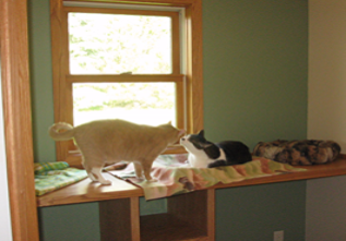 Two cats sitting on a window sill in front of a window.