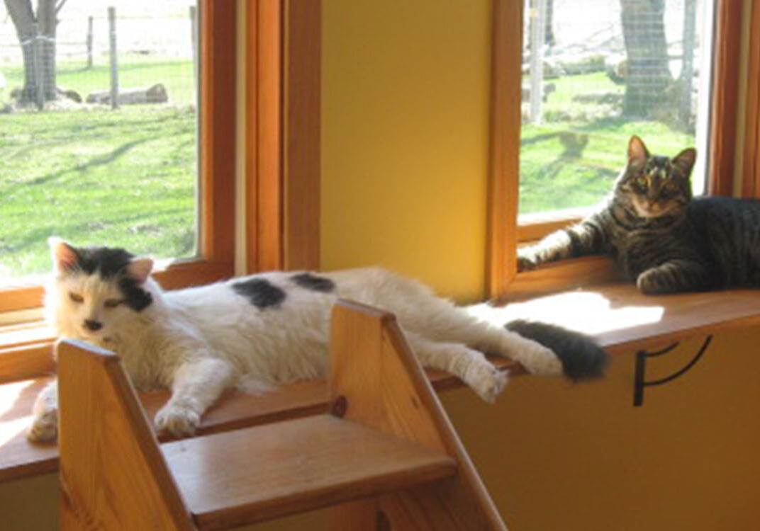 A cat and dog sitting on top of stairs.